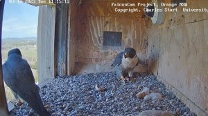 Второй малыш сапсанов!  Семья растёт – трогательные моменты вылупления!