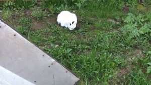 КОТ ПОЙМАЛ КРЫСУ!!!