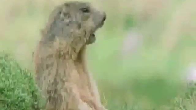 Cмешная озвучка..Приколы с животными)) смотреть онлайн