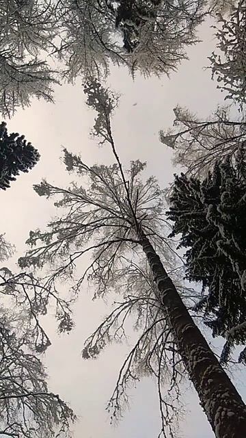 v1.b Линдуловская роща, лиственницы Петра I, Зима