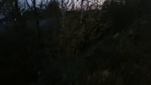 Вечерняя прогулка.