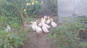 КОРМИМ УТОК РЫБОЙ С ЗЕРНОСМЕСЬЮ.