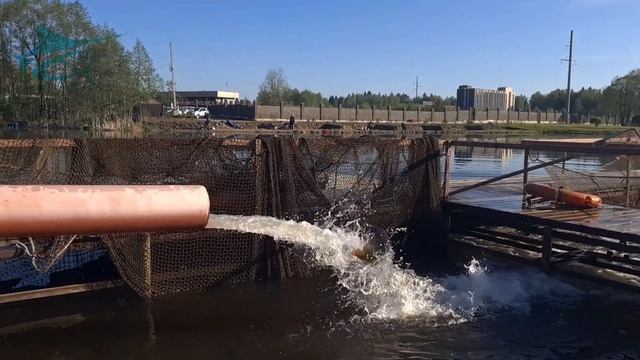 Запуск карпа смотреть онлайн