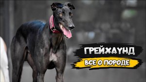 Грейхаунд - Все о породе собаки | Собака породы Грейхаунд