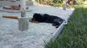 Спаниель, первый лай