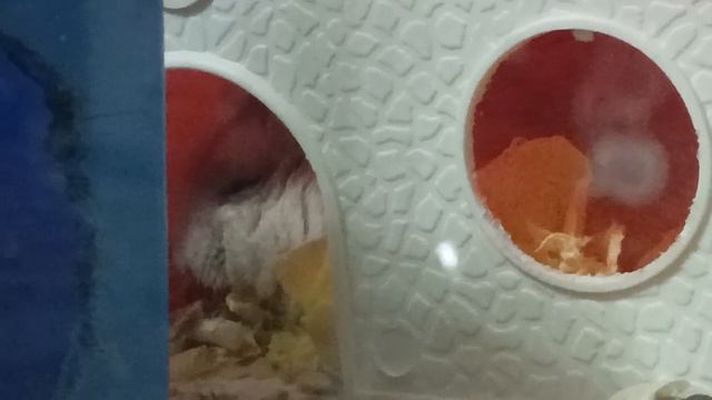 Хомяк Фанни сидит в доме