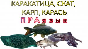 Слова «КАРАКАТИЦА», «СКАТ», «КАРП», «КАРАСЬ» что означают? Этимология слова - праязык