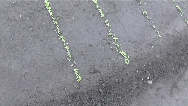 Итоги всходов зелени