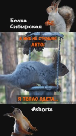 Белка еще в зимней шубке