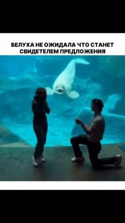 Предложение с морским сведетелем