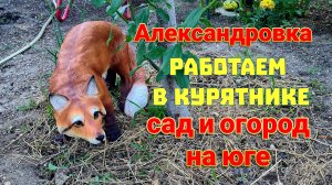 Ейск, Александровка. Юра бросил... Работаем в курятнике. Сад и огород на юге.