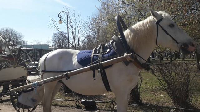 Санкт-Петербург. Куда пойти с детьми. Зоопарк находится в центре города