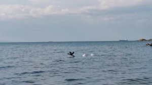 Бухта Фёдорова в г. Владивосток__2025.05.18