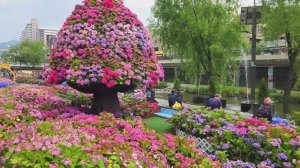САДЫ КОРЕИ СКАЗОЧНЫЙ САД С ГОРТЕНЗИЯМИ Hydrangea Garden 2025