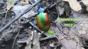 Тихая охота. Что мы нашли вместо подберезовиков