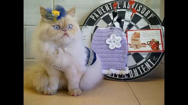 Одежда для кошек - гардероб модницы / Wardrobe fashionista смотреть онлайн