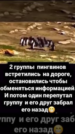 Попутал толпу