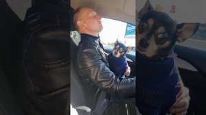 Просто такая сильная любовь 💘 🚘 #русскийтой #собакавмашине #dog