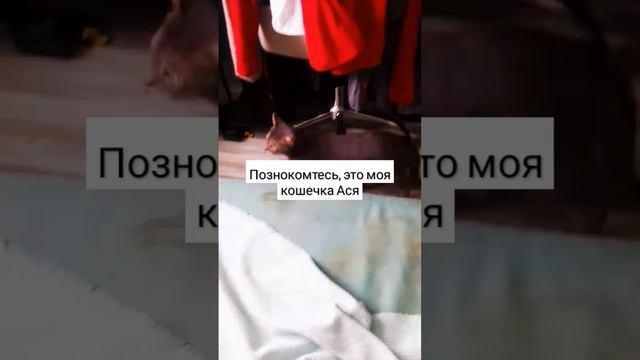 познакомитесь, это моя кошечка Ася.(там ещё мой кот ест смотреть онлайн
