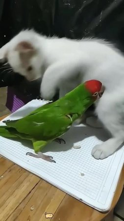 Кот и попугаи 🐦 🐱