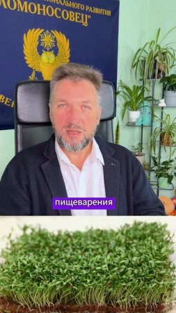 Микрозелень и похудение: как маленькие ростки помогают большому результату 🌱⚖️