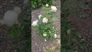 rose Vanessa Bell, first year# троянда першорічка Ванесса Белл