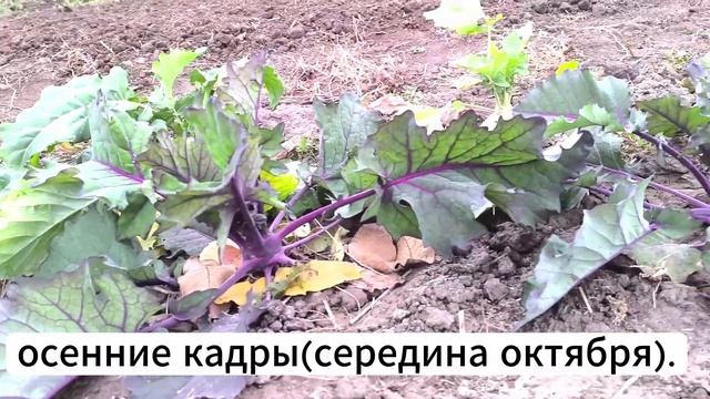 Неужели капуста растет даже зимой? смотреть онлайн