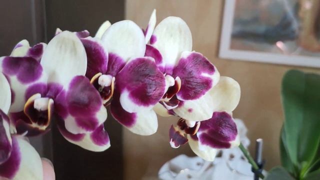 Орхидея фаленопсис Anthura Catania. Стандарт и трилипс. 19.09.2024