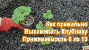 Как высадить Клубнику и добиться Обильного урожая в след году. Моя методику разведения клубники.