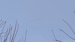 Гуси на крыльях весну несут...