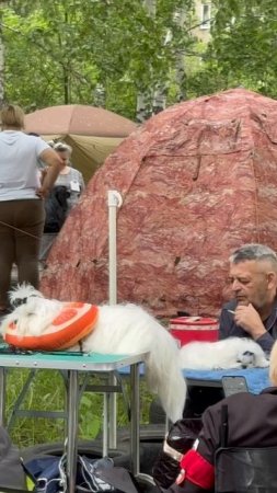 ВЫСТАВКА СОБАЧЕК В БАРНАУЛЕ