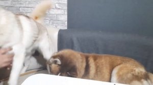 ХАСКИ ПОЮТ !!!