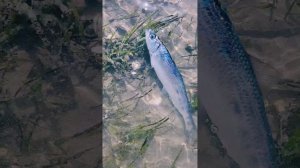 23 мая 2025 год. Весёлая рыбалка, ловилка, собиралка селедки на Ольском Лимане, Охотское море! 🐟💙