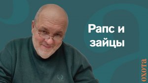 Рапс и зайцы. Валерий Кузенков о численности зайца.