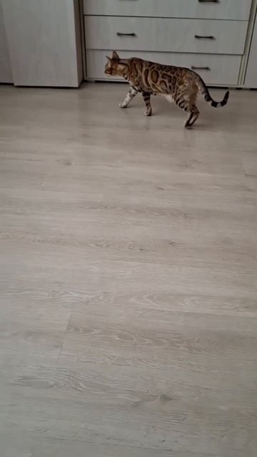 Тиара vs Харви 🐈&🐕