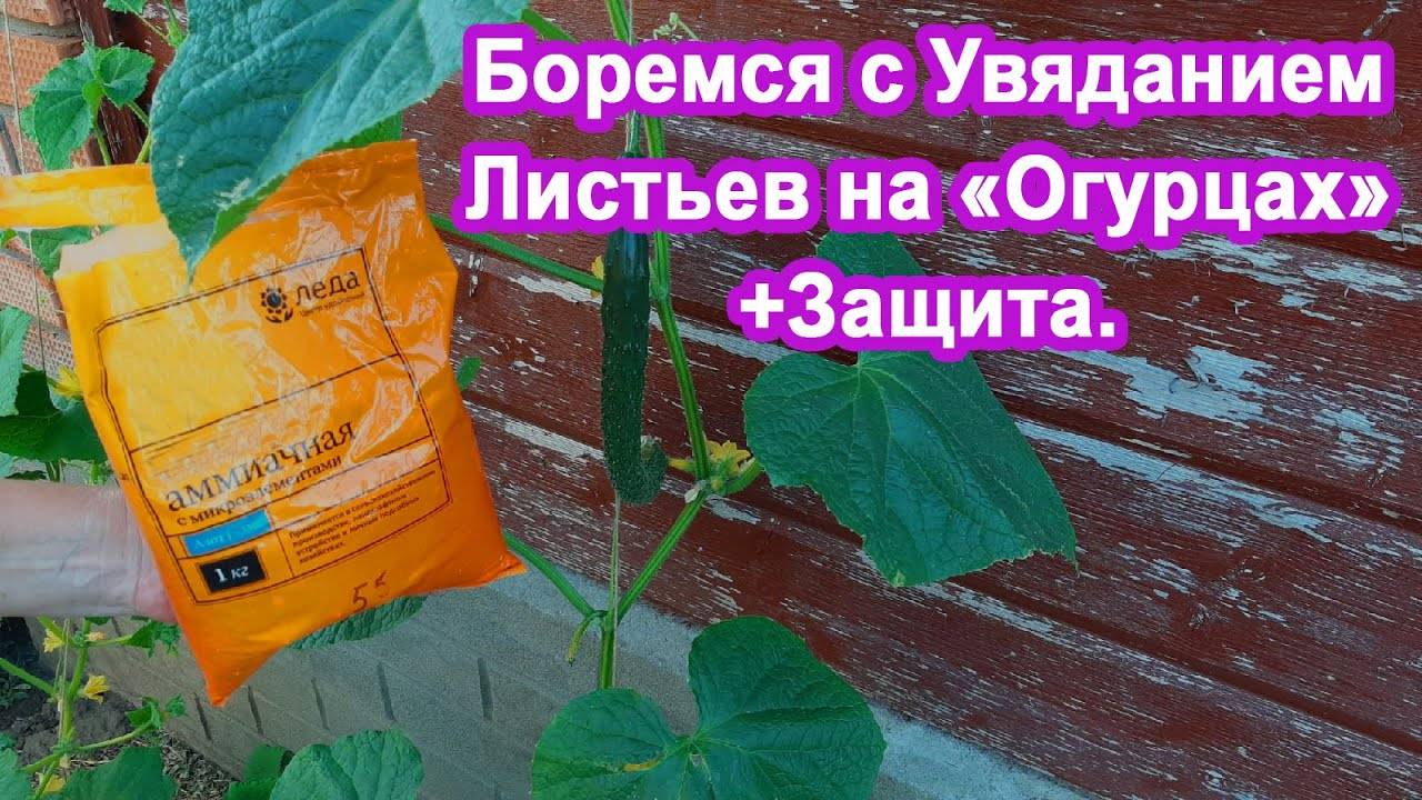 Желтеют Увядают листья на Огурцах Внесите это Продлеваем плодоношение Огурцов до Осени.