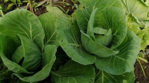 ВЯНЕТ КАПУСТА