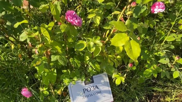 Сочи парк Ривьера в мае, часть 2