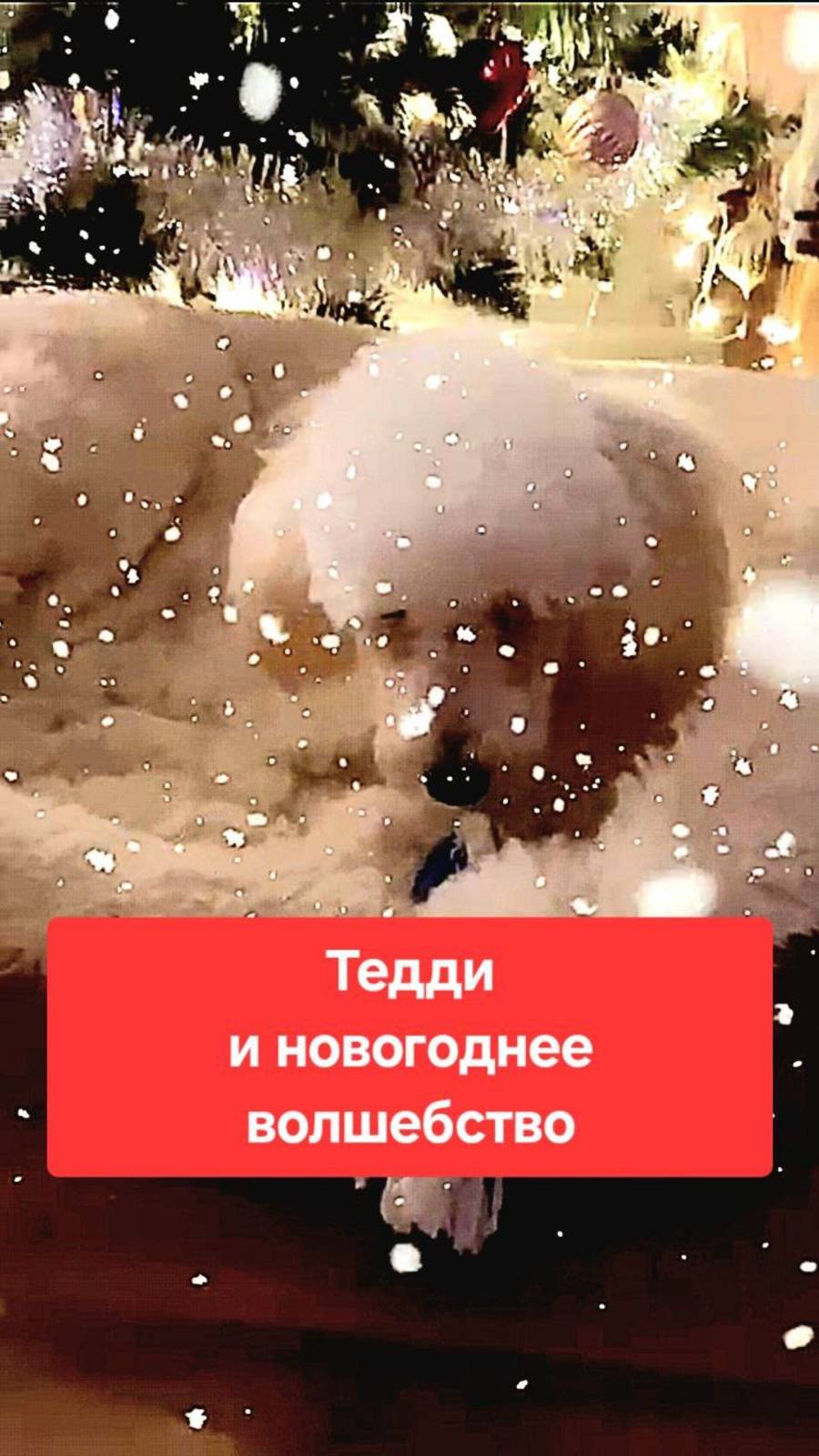 Тедди и новогоднее Волшебство