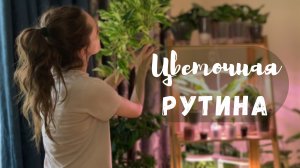 Тихий день с растениями и кошкой