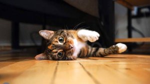 Терапевт рассказал о передающихся от домашних кошек к человеку инфекциях