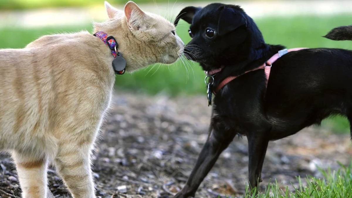 Приколы с Животными🔥😂Приколы 2025. Смешное Видео/Смешные животные. На Это Можно Смотреть ВЕЧНО! смотреть онлайн