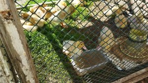 Как утята чистят ноздри