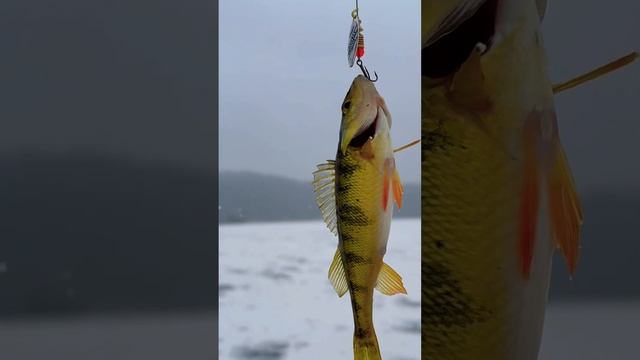 FIRST FISH OF THE SEASON 🎣 #fishing #funny #nature #ice #fail #рыбалка #прикол #sup смотреть онлайн