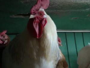 Куры несушки Ломан Браун и Хайсекс готовятся ко сну.