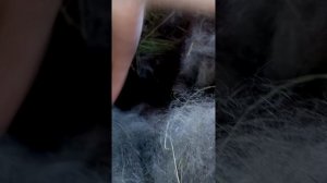 Как прошли окролы. Куда делись крольчата.