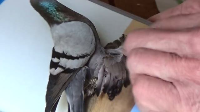 Tauben / Pigeons / Mои голуби / Отвечаю на вопросы /.3.05.2018 смотреть онлайн