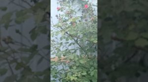 23 мая