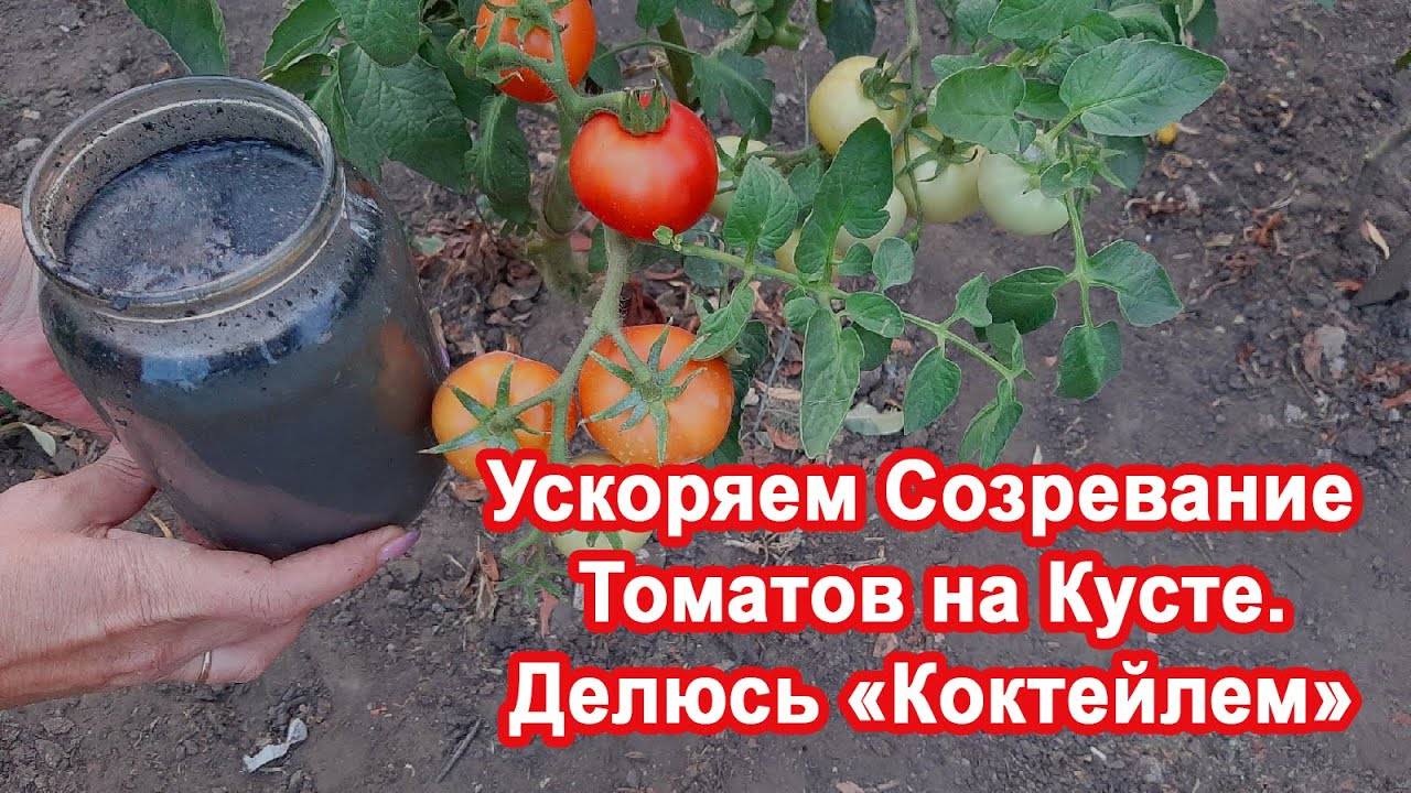 Томаты Созреют на Кусте в 3 Раза быстрее Раскрываю рецепт Коктейля помогаем помидорам созреть.