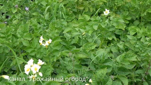 НОВОЕ УДОБРЕНИЕ ДЛЯ КАРТОФЕЛЯ!ПОДКОРМКА ДЛЯ УВЕЛИЧЕНИЯ УРОЖАЯ!
